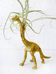 Prehistoric Air Plant Dino Dood - Mr. Bones the Vegetarian Air Plant Terrarium Featured on HBO Girls