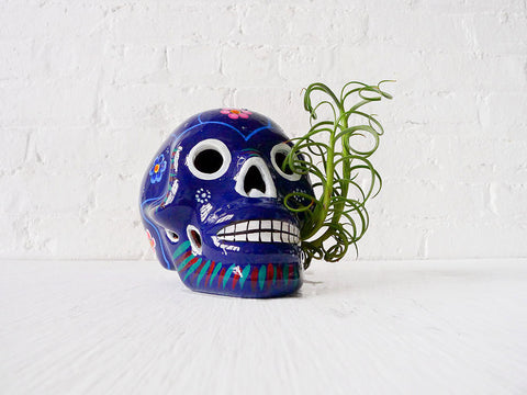 10% SALE The Day of the Dead Air Plant Garden with Live Vinery Plant