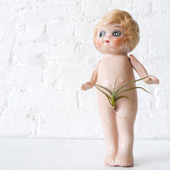 10% SALE Little Miss Wild Air Plant Bush Antique Bisque Doll with Air Plant