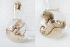 LARGE Sea Witch Octopus Specimen Bed of Quartz in Crystal Science Beaker