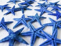 20 Blue Starfish Specimens in Glass Cork Vial